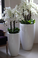 Grande Fiberglass Fenice, Big, efektowny storczyk w białej donicy z fiberglass, wys.148cm 