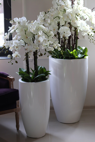 Grande Fiberglass Fenice, Big, efektowny storczyk w białej donicy z fiberglass, wys.148cm 