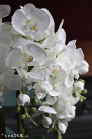 Silver Tonnet Small, storczyk w lustrzanej donicy, wys.74cm 