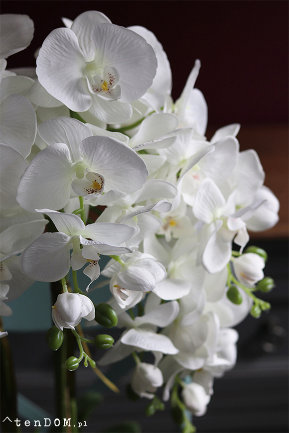 Silver Tonnet Small, storczyk w lustrzanej donicy, wys.74cm 