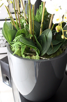 efektowny storczyk Grande Grey z paprocią w szarej donicy z fiberglass, wys.92cm