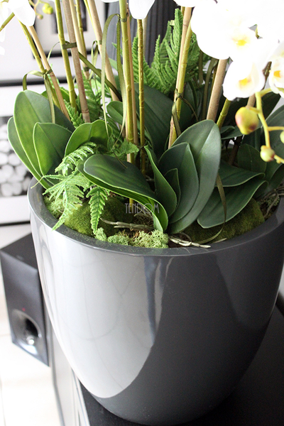 efektowny storczyk Grande Grey z paprocią w szarej donicy z fiberglass, wys.92cm