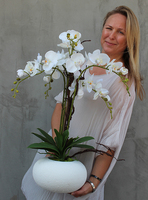 mniejszy storczyk White Japan w białej donicy (mat), wys.65cm