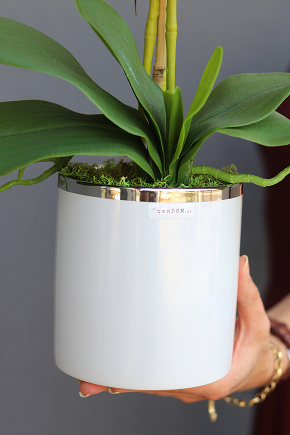 elegancki storczyk Fuksja Girl w białej donicy, wys.45cm