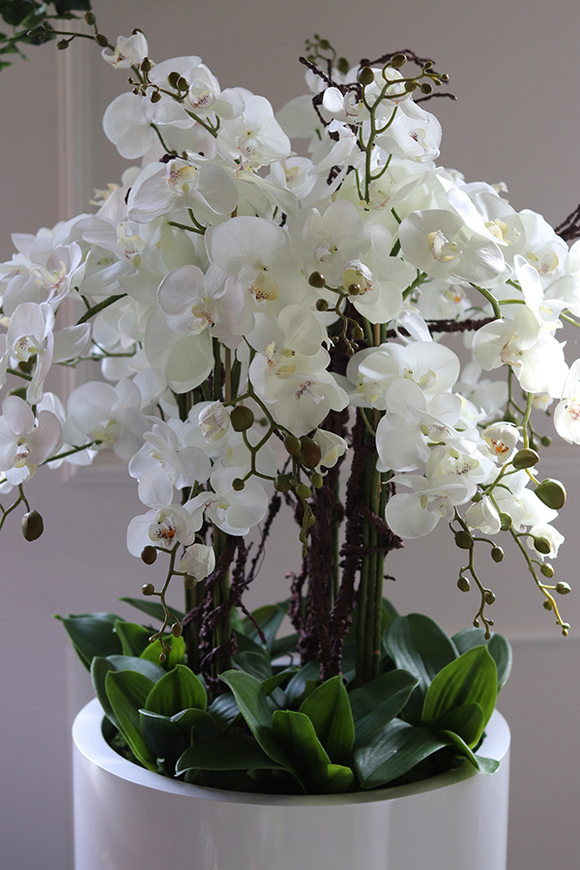 Grande Fiberglass Fenice, Big, efektowny storczyk w białej donicy z fiberglass, wys.148cm 