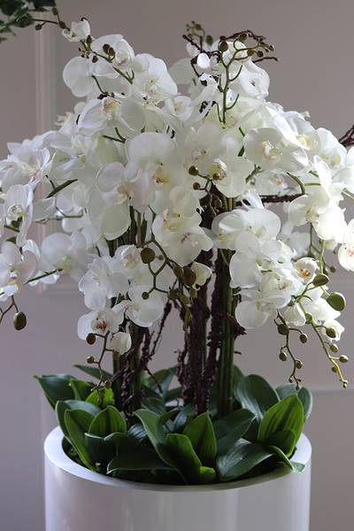 Grande Fiberglass Fenice, Big, efektowny storczyk w białej donicy z fiberglass, wys.148cm 