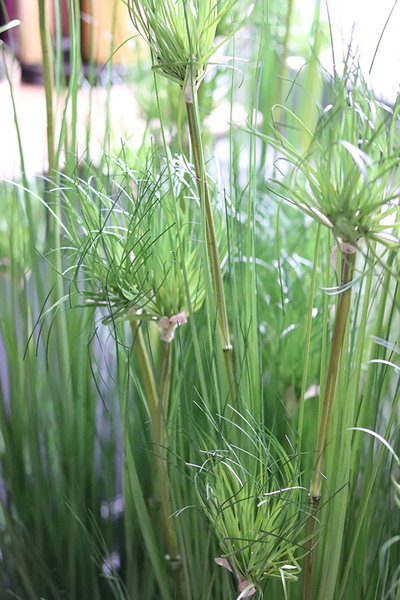 efektowna kompozycja ze sztucznych traw, Papirus Ordonia Laos, wys. 115cm