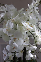 Grande Fiberglass Fenice, Big, efektowny storczyk w białej donicy z fiberglass, wys.148cm 