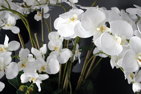 efektowny storczyk Grande Grey z paprocią w szarej donicy z fiberglass, wys.92cm