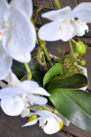 storczyk Grey w szarej, matowej donicy, wys.65cm