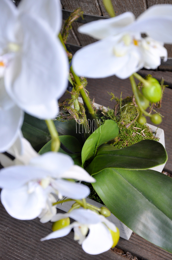 storczyk Grey w szarej, matowej donicy, wys.65cm