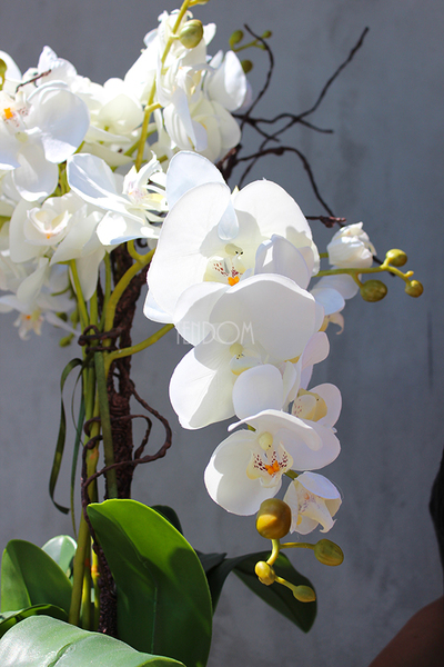 mniejszy storczyk White Japan w białej donicy (mat), wys.65cm