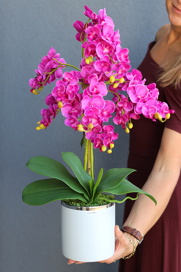 elegancki storczyk Fuksja Girl w białej donicy, wys.45cm