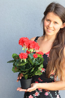 doniczkowa pelargonia Czerwona, wysokiej jakości sztuczne kwiaty, wys.36cm