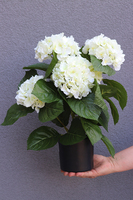 doniczkowa hortensja Biała, wysokiej jakości sztuczne kwiaty, wys.40cm