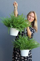 kompozycja w wiszącej donicy, Paproć Naturales, wys.38cm 