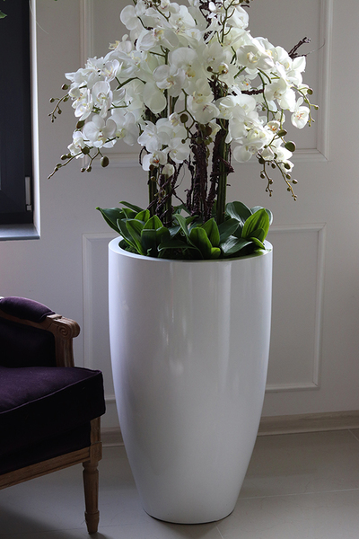 Grande Fiberglass Fenice, Big, efektowny storczyk w białej donicy z fiberglass, wys.148cm 