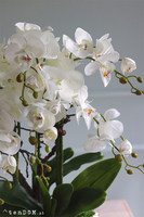 Białe Manfredo, sztuczny storczyk w białej donicy, wys.60cm