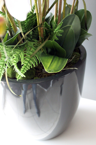 efektowny storczyk Grande Grey z paprocią w szarej donicy z fiberglass, wys.92cm