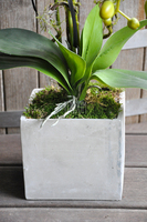 storczyk Grey w szarej, matowej donicy, wys.65cm