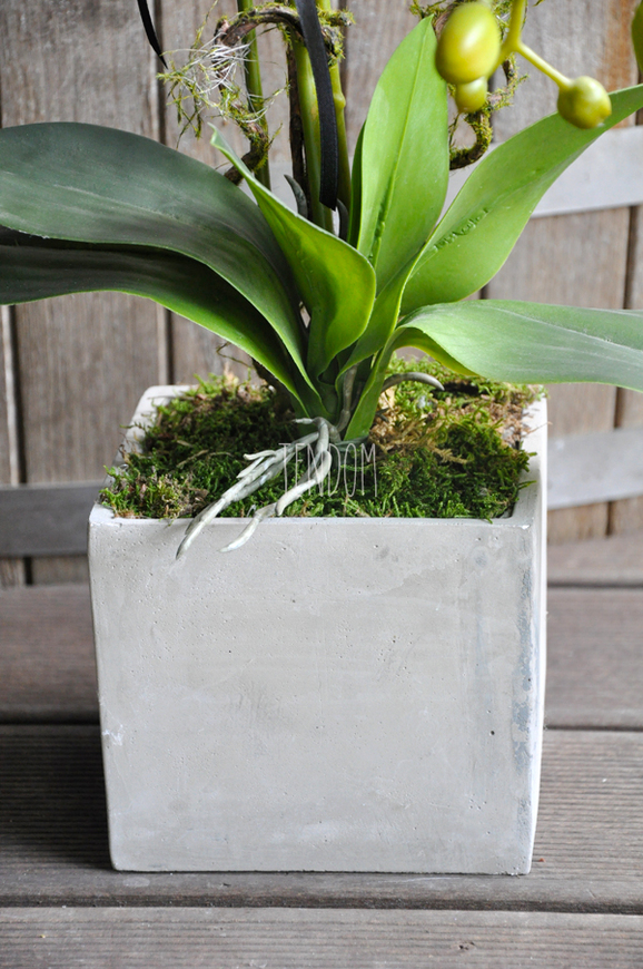 storczyk Grey w szarej, matowej donicy, wys.65cm