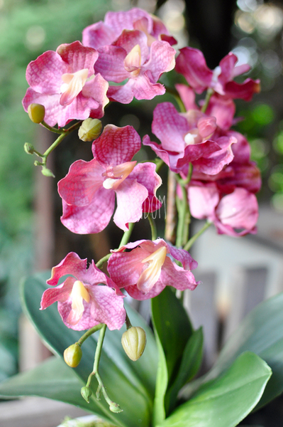 sztuczny storczyk Manolo w szlachetnej donicy, wys.45cm