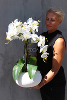 mniejszy storczyk White Japan w białej donicy (mat), wys.65cm