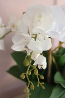 Lucerra Small, elegancki storczyk w minimalistycznej donicy, wys.43cm