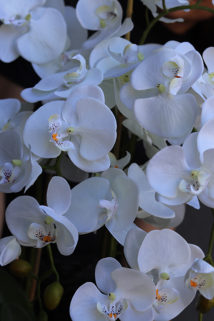 Champagne Cooler ekskluzywny storczyk sztuczny w coolerze, wys.85cm