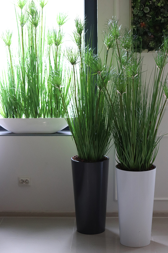 efektowna kompozycja ze sztucznych traw, Papirus Ordonia White, wys.164cm