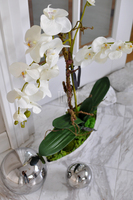 storczyk Laos Volcano w donicy, wys.74cm