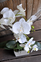 storczyk Grey w szarej, matowej donicy, wys.65cm