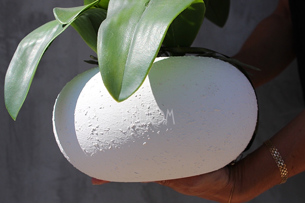 mniejszy storczyk White Japan w białej donicy (mat), wys.65cm