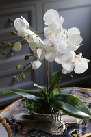 Little Silver, elegancki storczyk w stylu glamour, wys.36cm