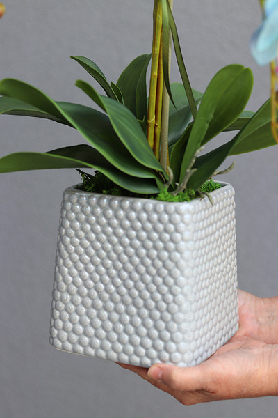 Blue Hotel, storczyk w szarej donicy o oryginalnej fakturze, wys.67cm