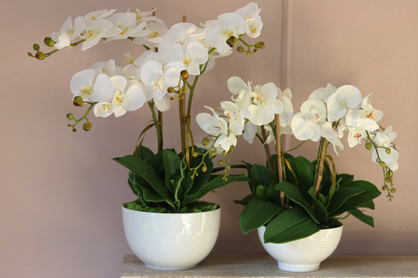 Lucerra Small, elegancki storczyk w minimalistycznej donicy, wys.43cm