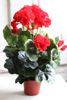 doniczkowa pelargonia Czerwona, wysokiej jakości sztuczne kwiaty, wys.36cm