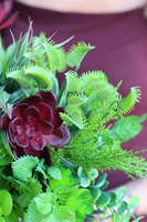 Bordo Line, sukulenty, kompozycja ze sztucznych roślin, wys.35cm