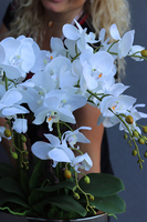 Manfredo Silver New, sztuczny storczyk w naczyniu glamour, wys.59cm