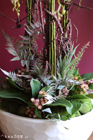 Georgette, efektowny storczyk w samej gąbce florystycznej (na zdj. misa Klienta), wys.80cm