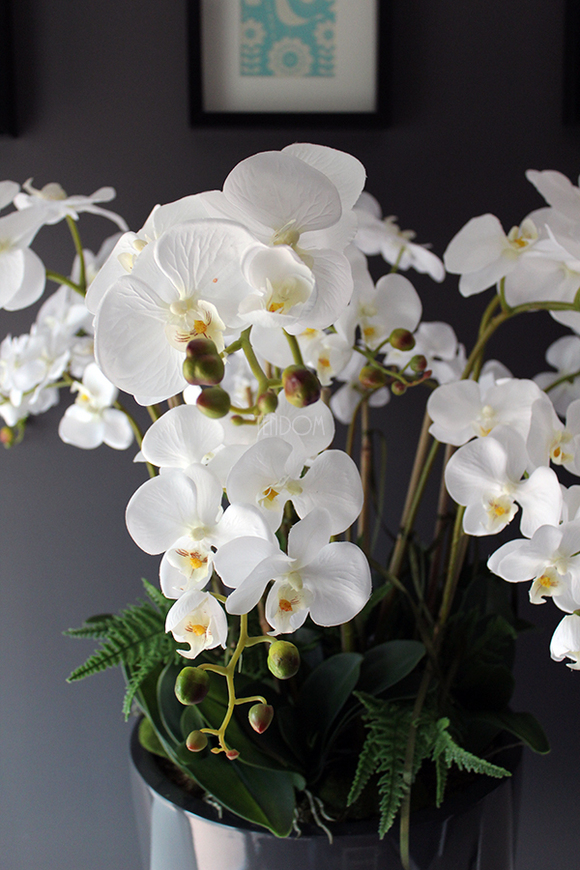 efektowny storczyk Grande Grey z paprocią w szarej donicy z fiberglass, wys.92cm