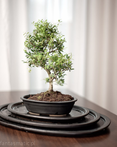 Bonsai donica do uprawy drzewka bonsai czarna 45x33x9cm