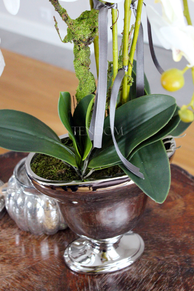 duży storczyk w srebrnej donicy Srebrny Pałac, wys.75cm