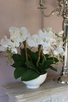 Lucerra Small, elegancki storczyk w minimalistycznej donicy, wys.43cm