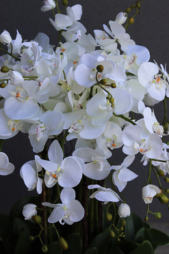 sztuczny storczyk we wkładzie Sylvinia Mediolan od tenDOM, wys.100cm 