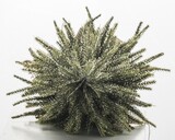 choinka sztuczna / ozdoba świąteczna, Nordica A Gold, wys.36cm