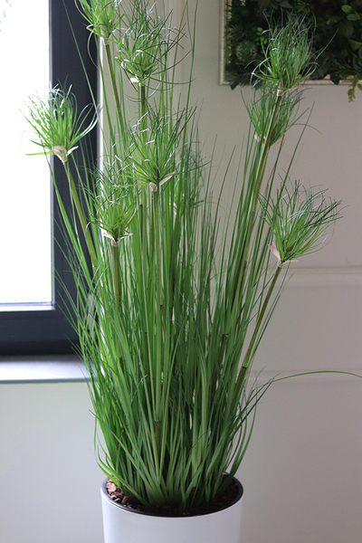 efektowna kompozycja ze sztucznych traw, Papirus Ordonia White, wys.164cm