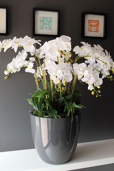 efektowny storczyk Grande Grey z paprocią w szarej donicy z fiberglass, wys.92cm