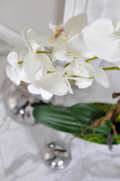 storczyk Laos Volcano w donicy, wys.74cm