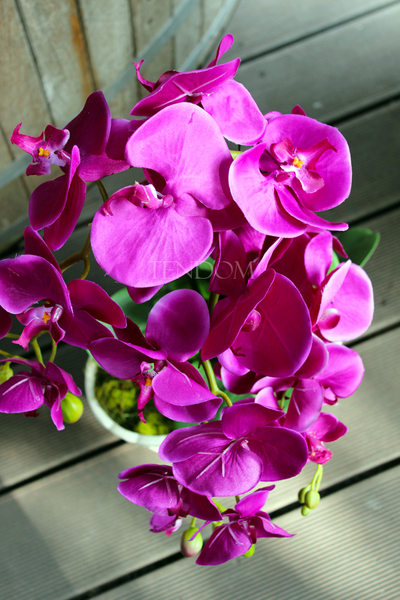 storczyk Fuksja Ozdobna w ceramicznej donicy wys.65cm